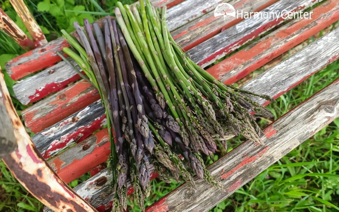 Asperge kweken – een meerjarige groente in je tuin