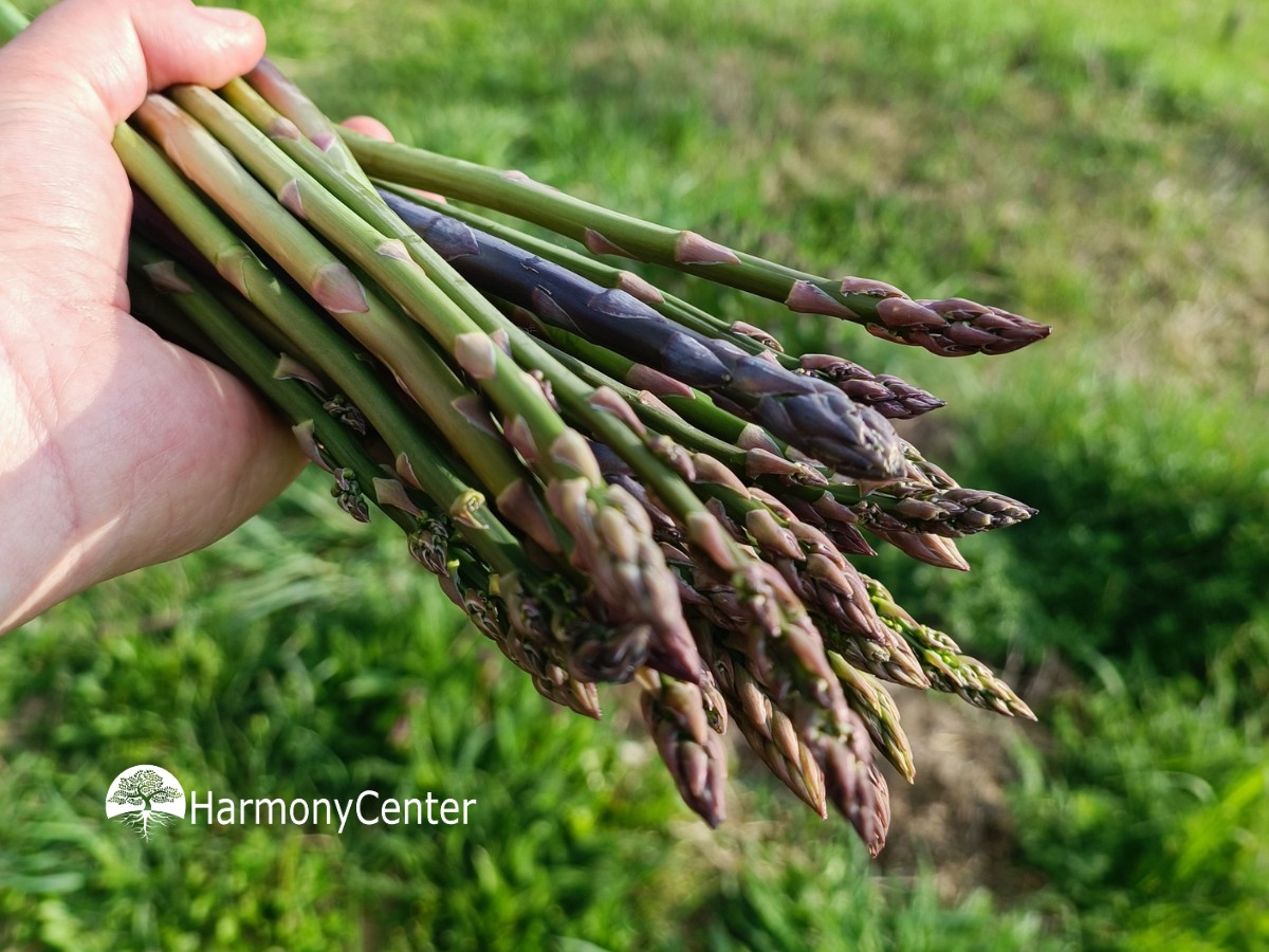 asperges oogsten in de tuin