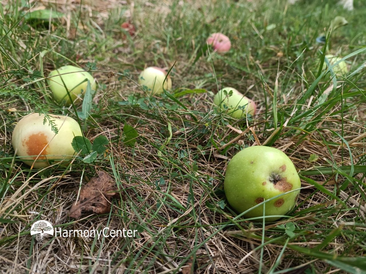 valappeltjes op het gras 