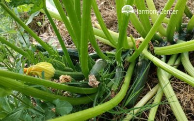 5 lekkere courgette recepten + tips voor je oogst