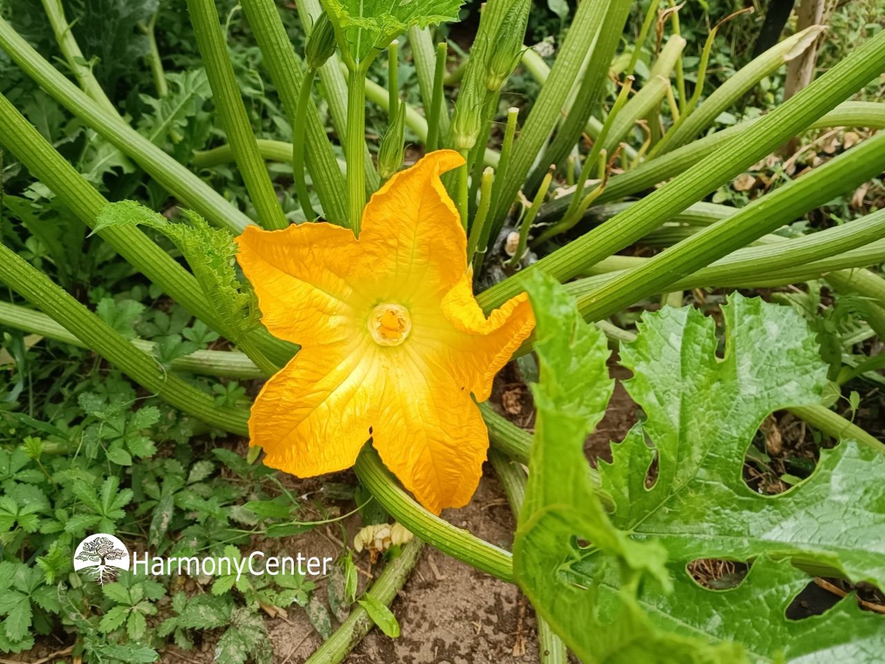 Courgettebloem